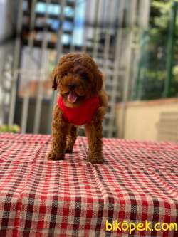 3 Aylık Dişi Redbrown Toy Poodle Yavrularım 1