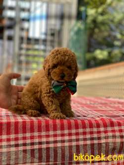 3 Aylık Dişi Redbrown Toy Poodle Yavrularım 4