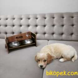3 Aylık Dişi Sağlıklı Maltipoo Yavrumuz 2 Aşısı Kaldı 5