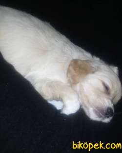 3 Aylık Dişi Sağlıklı Maltipoo Yavrumuz 2 Aşısı Kaldı 2