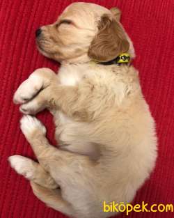 3 Aylık Dişi Sağlıklı Maltipoo Yavrumuz 2 Aşısı Kaldı 4