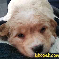 3 Aylık Dişi Sağlıklı Maltipoo Yavrumuz 2 Aşısı Kaldı 3