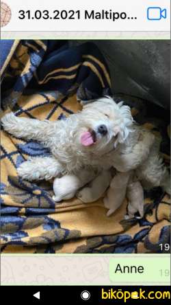 3 Aylık Dişi Sağlıklı Maltipoo Yavrumuz 2 Aşısı Kaldı 1