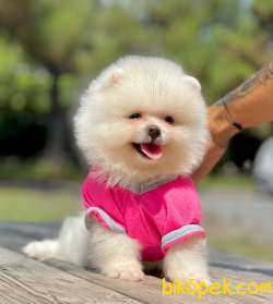 3 Aylık Dişi Teddy Bear Pomeranian 2