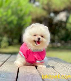 3 Aylık Dişi Teddy Bear Pomeranian 1