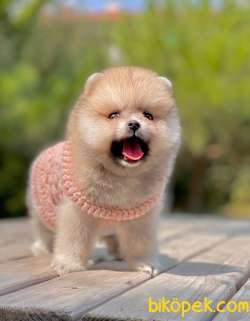 3 Aylık Dişi Teddy Bear Pomeranian Yavrum 1