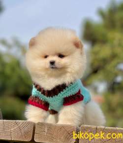 Baby Boy Oğlum MOCHA 1