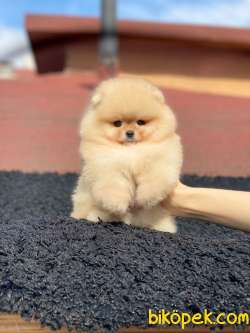 Teddy Bear Surata Sahip Oğlum THOR 3