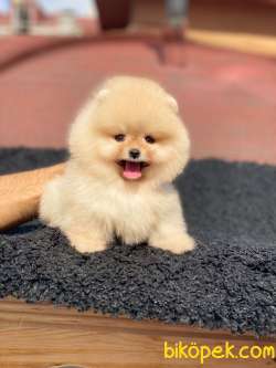 Teddy Bear Surata Sahip Oğlum THOR 4