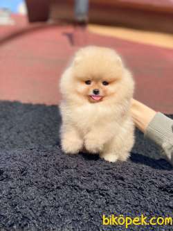 Teddy Bear Surata Sahip Oğlum THOR 2