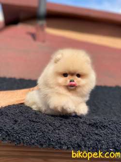 Teddy Bear Surata Sahip Oğlum THOR 1