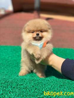 Baby Boy Pomeranian Yavrumuz 1
