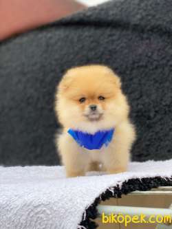 3 Aylık Dişi Teddy Bear Pomeranian Yavrumuz 1