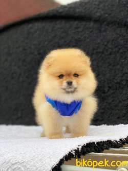 3 Aylık Dişi Teddy Bear Pomeranian Yavrumuz 2