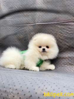 3 Aylık Dişi Teddy Bear Pomeranian Yavrumuz 1