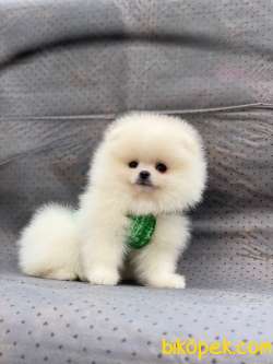 3 Aylık Dişi Teddy Bear Pomeranian Yavrumuz 4