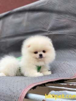3 Aylık Dişi Teddy Bear Pomeranian Yavrumuz 2