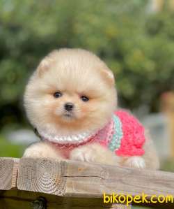 3 Aylık Dişi Teddy Bear Pomeranian Yavrumuz 4