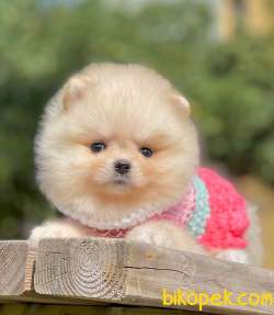 3 Aylık Dişi Teddy Bear Pomeranian Yavrumuz 1