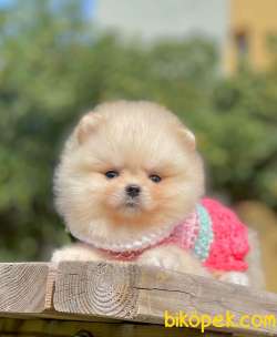 3 Aylık Dişi Teddy Bear Pomeranian Yavrumuz 2