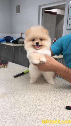 3 AYLIK DİŞİ TEDDY SURAT POMERANİAN YAVRUMUZ 2