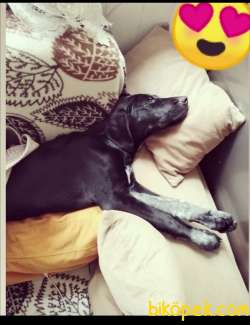 3 Aylık Dişi Tm Bi Oyuncu Sevimli 1
