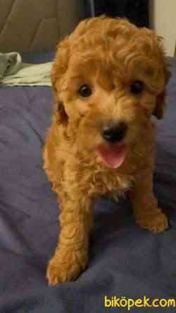 3 AYLIK DİŞİ TOY POODLE ANNE ALTINDAN 3