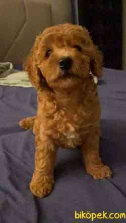 3 AYLIK DİŞİ TOY POODLE ANNE ALTINDAN 4