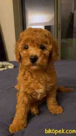 3 AYLIK DİŞİ TOY POODLE ANNE ALTINDAN 2
