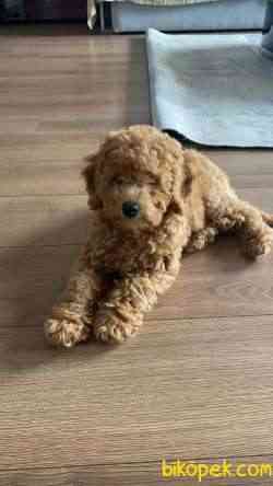 3 AYLIK DİŞİ TOY POODLE ANNE ALTINDAN 1