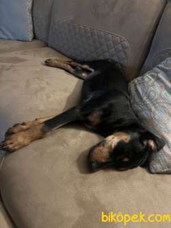 3 Aylık Doberman Yavrusu 2