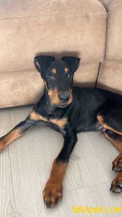 3 Aylık Doberman Yavrusu 1