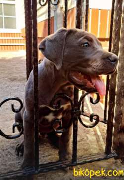 3 AYLIK ERKEK BLUE CANE CORSO MAVİ GÖZLÜ 1