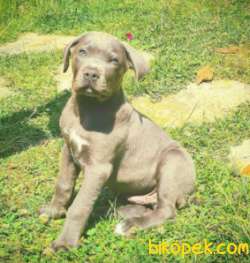 3 AYLIK ERKEK BLUE CANE CORSO MAVİ GÖZLÜ 2