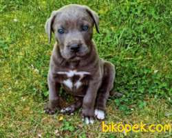 3 AYLIK ERKEK BLUE CANE CORSO MAVİ GÖZLÜ 3