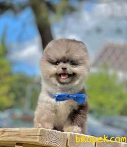 3 Aylık Erkek Blue Merle Pomeranian Yavrumuz 2