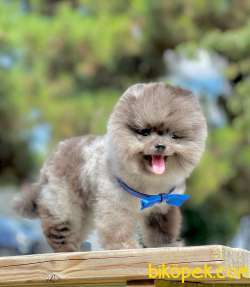 3 Aylık Erkek Blue Merle Pomeranian Yavrumuz 3