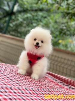 3 Aylık Erkek Kar Beyaz Pomeranian 1
