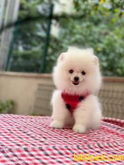 3 Aylık Erkek Kar Beyaz Pomeranian 3