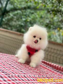 3 Aylık Erkek Kar Beyaz Pomeranian 2