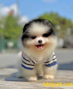 3 Aylık Erkek Party Color Pomeranian 1