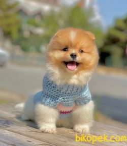 3 Aylık Erkek Party Color Pomeranian 3