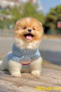 3 Aylık Erkek Party Color Pomeranian 2