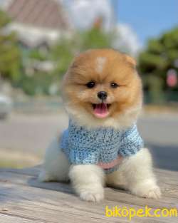 3 Aylık Erkek Party Color Pomeranian 1
