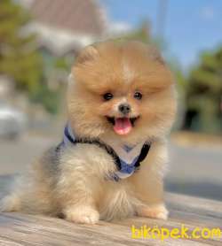 3 Aylık Erkek Party Color Pomeranian 1