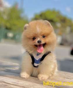 3 Aylık Erkek Party Color Pomeranian 3
