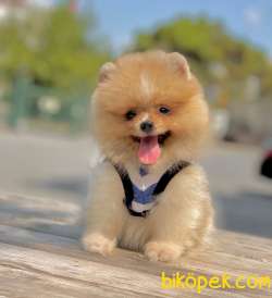 3 Aylık Erkek Party Color Pomeranian 2