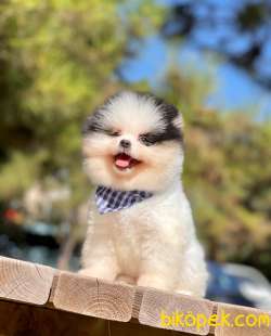 3 Aylık Erkek Party Color Pomeranian Yavrum 4