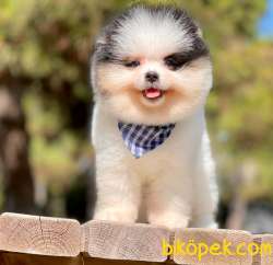 3 Aylık Erkek Party Color Pomeranian Yavrum 5