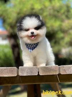 3 Aylık Erkek Party Color Pomeranian Yavrum 2
